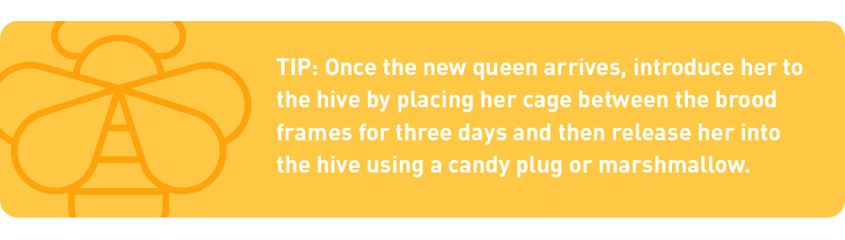 tip: introducing a new queen bee