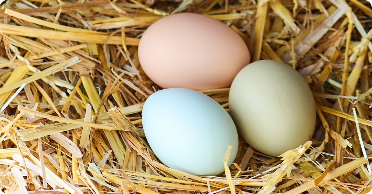multi-color eggs