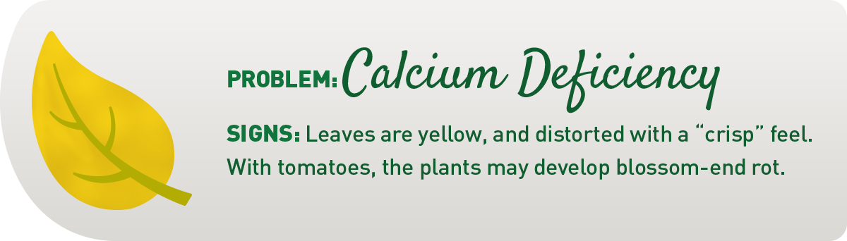 signs of calcium deficiency in plants illustration