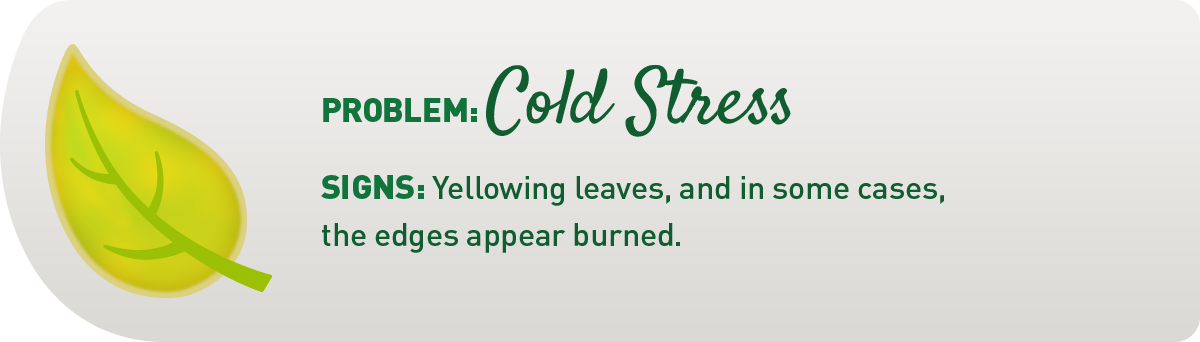 signs your plant has cold stress illustration