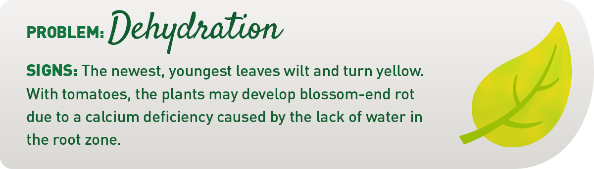 signs your plant is underwatered illustration