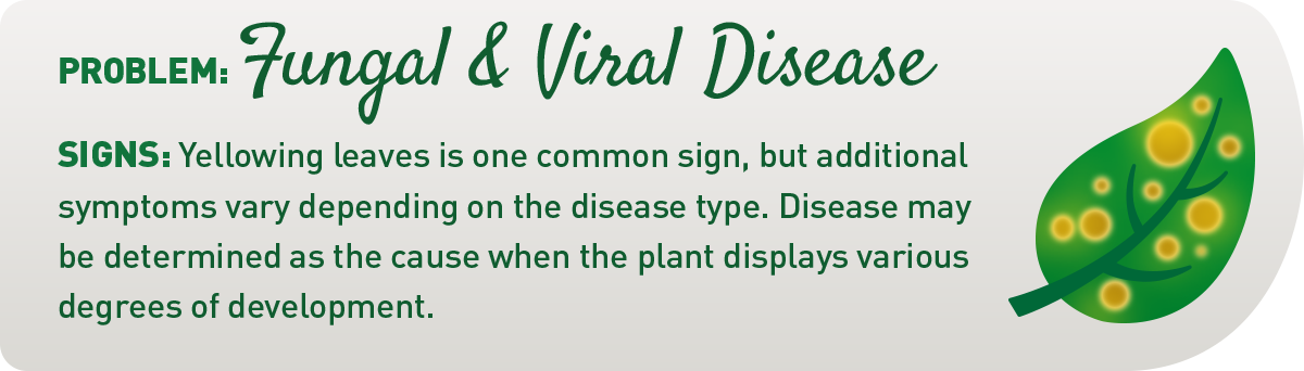 sign of fungal and viral diseases in plants illustration