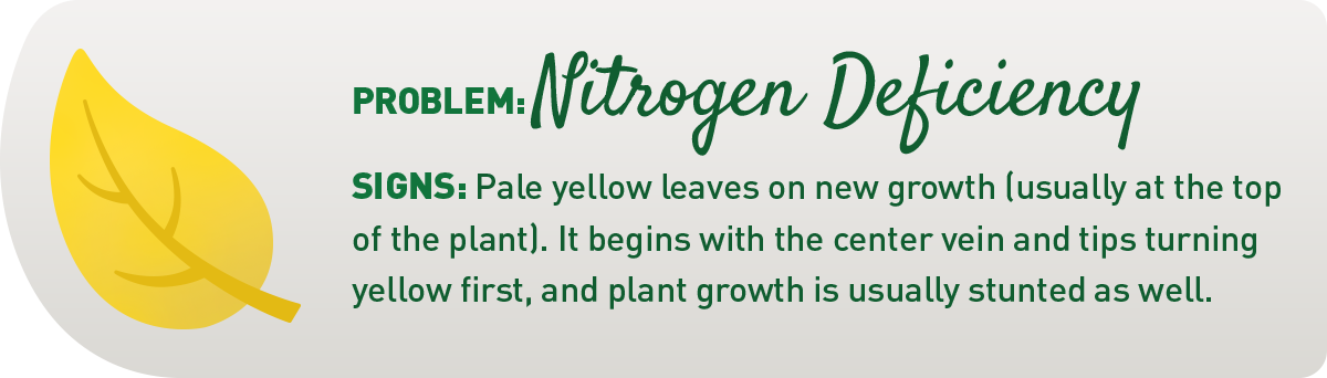 signs of nitrogen deficiency in plants illustration