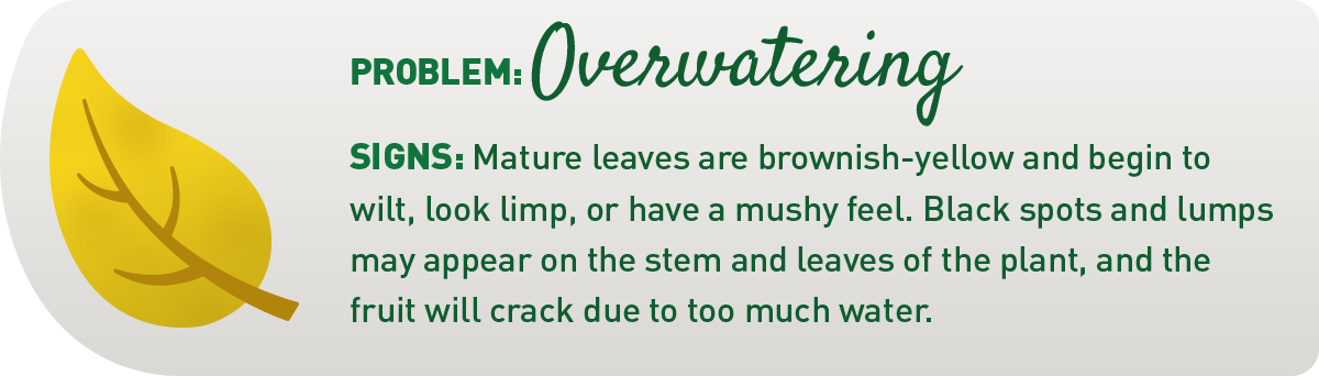 signs your plant is overwatered illustration