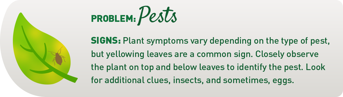 sign of common plant pests illustration