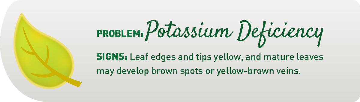 signs of potassium deficiency in plants illustration