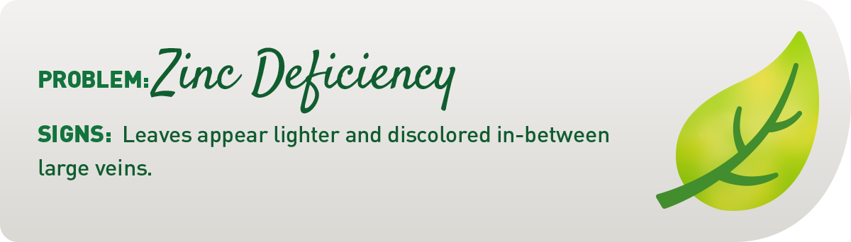 signs of zinc deficiency in plants illustration