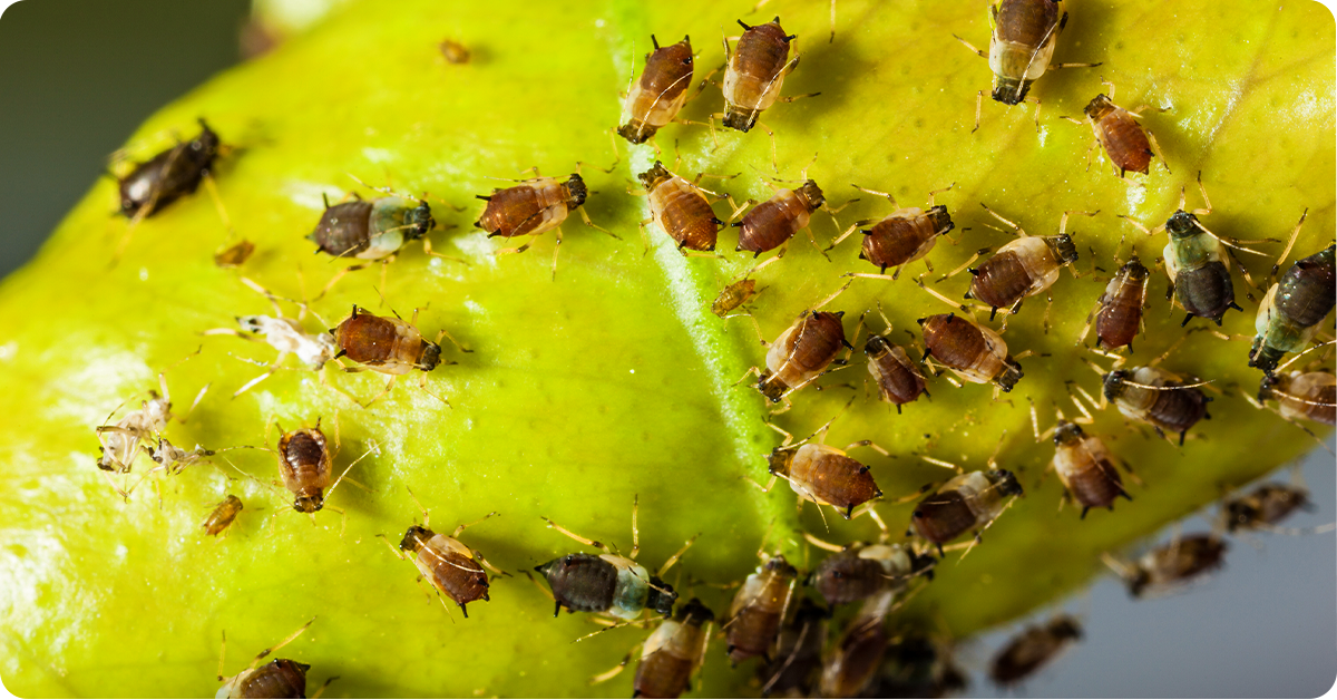 plants pests on yellow leaf