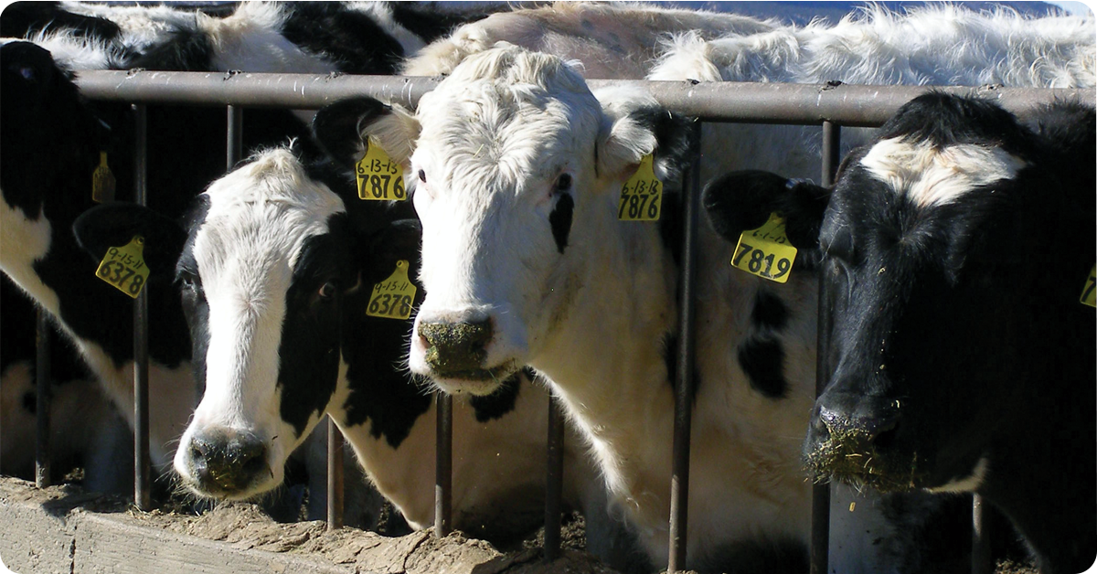 Optimizing Feed Intake in Dairy Cattle Image2