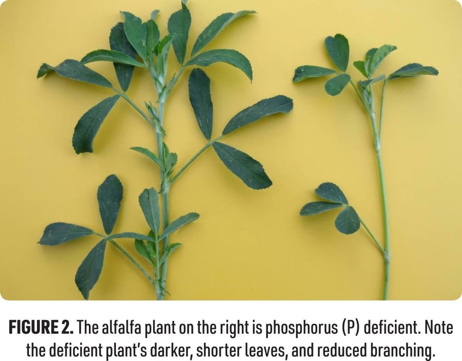 Figure 2: comparing phosphorus-deficient alfalfa to normal alfalfa.