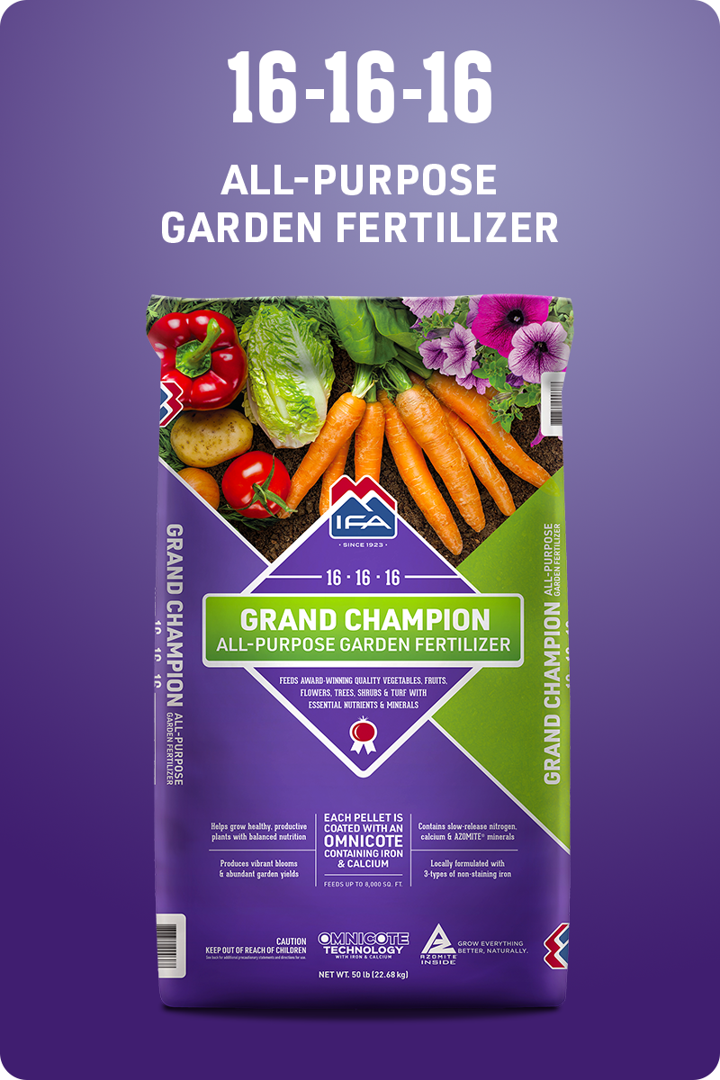 A bag of IFA Grand Champion 16-16-16 All-Purpose Garden Fertilizer.