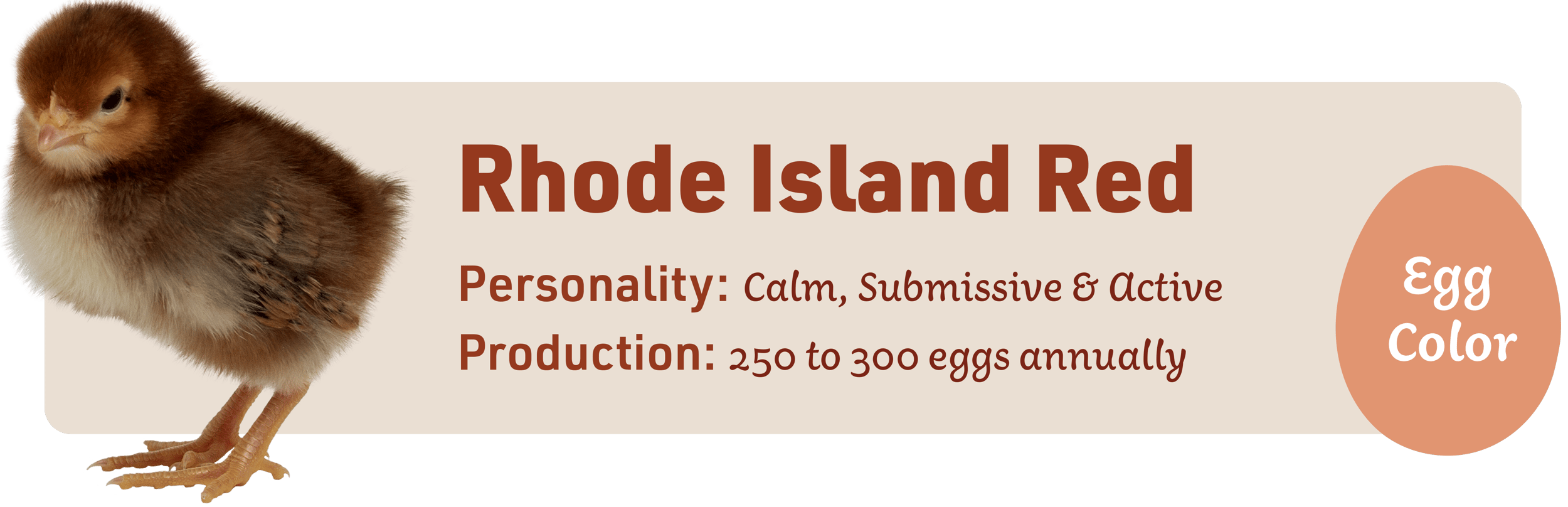 12 Most Popular Backyard Chicken Breeds IFA's Helping to Grow Blog