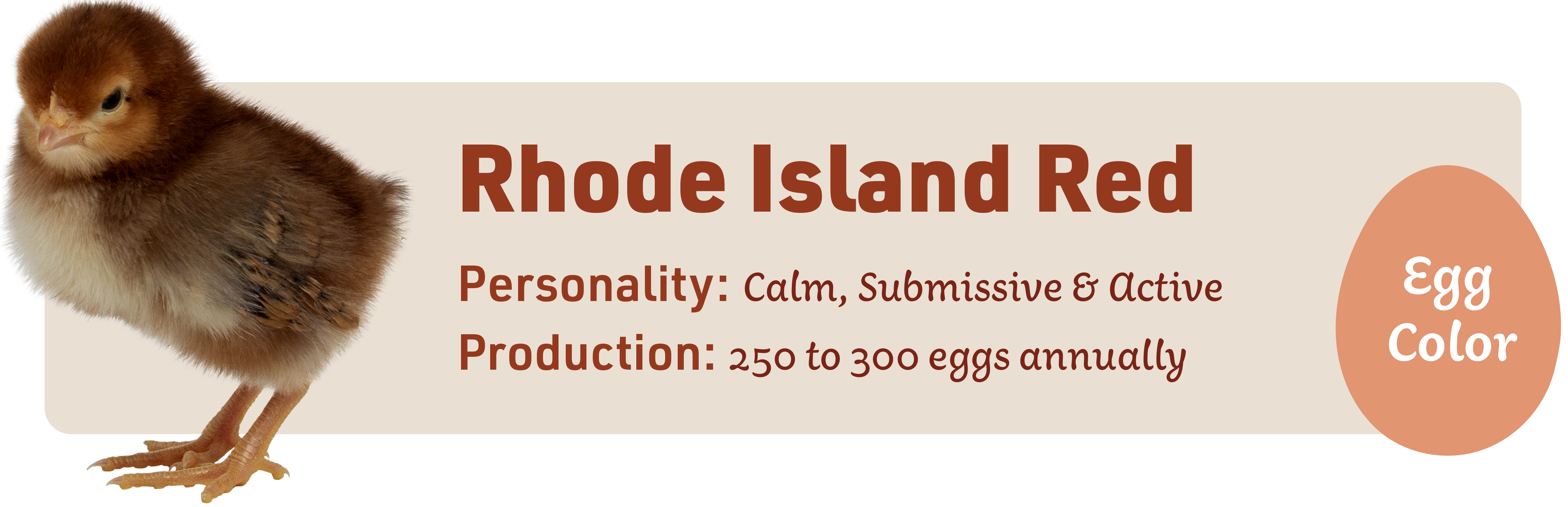 Rhode_Island_red_Popular_chicks_v1-1