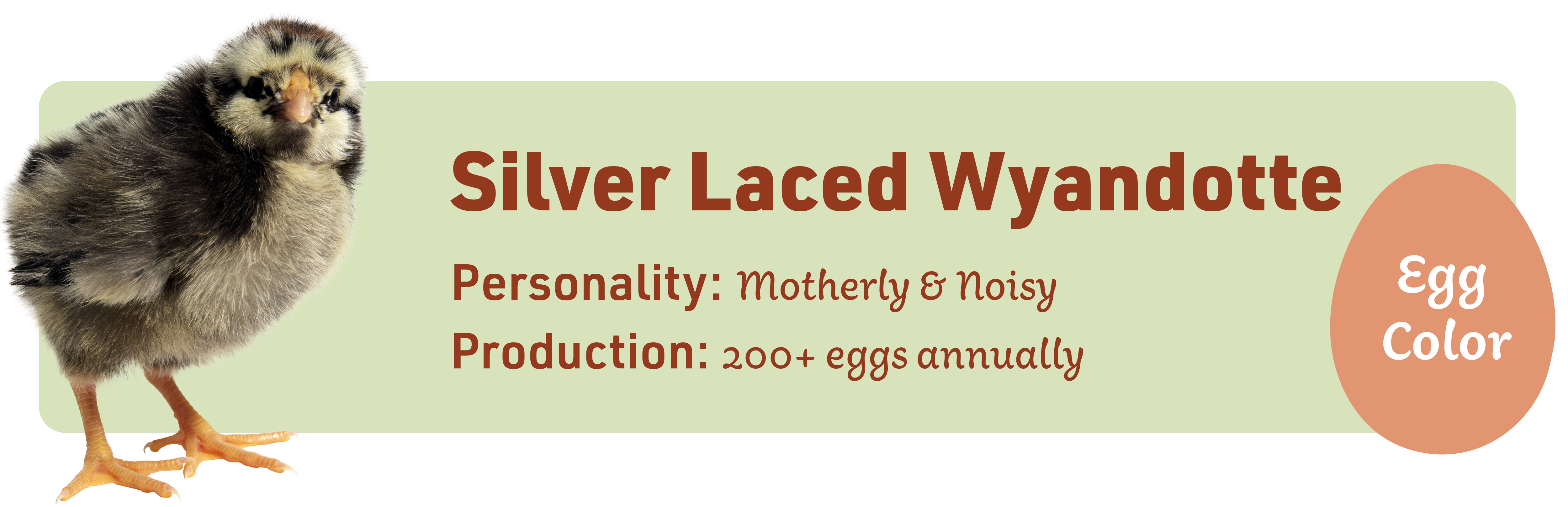 Silver Laced Wyandotte_Popular_chicks_v1-1