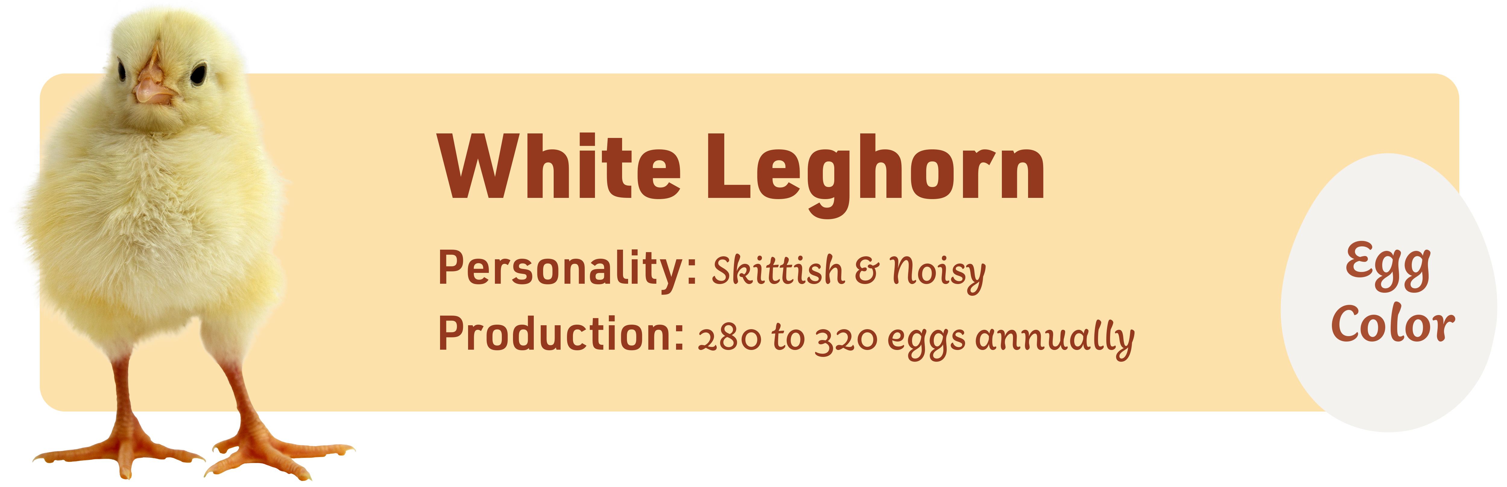 White Leghorn_Popular_chicks_v1-1