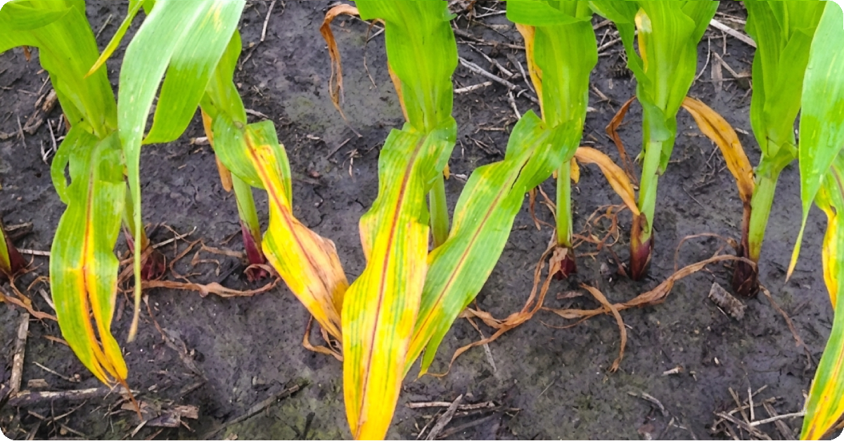 Yellowing corn stalks that are showing signs of being planted in soil containing too much nitrogen.