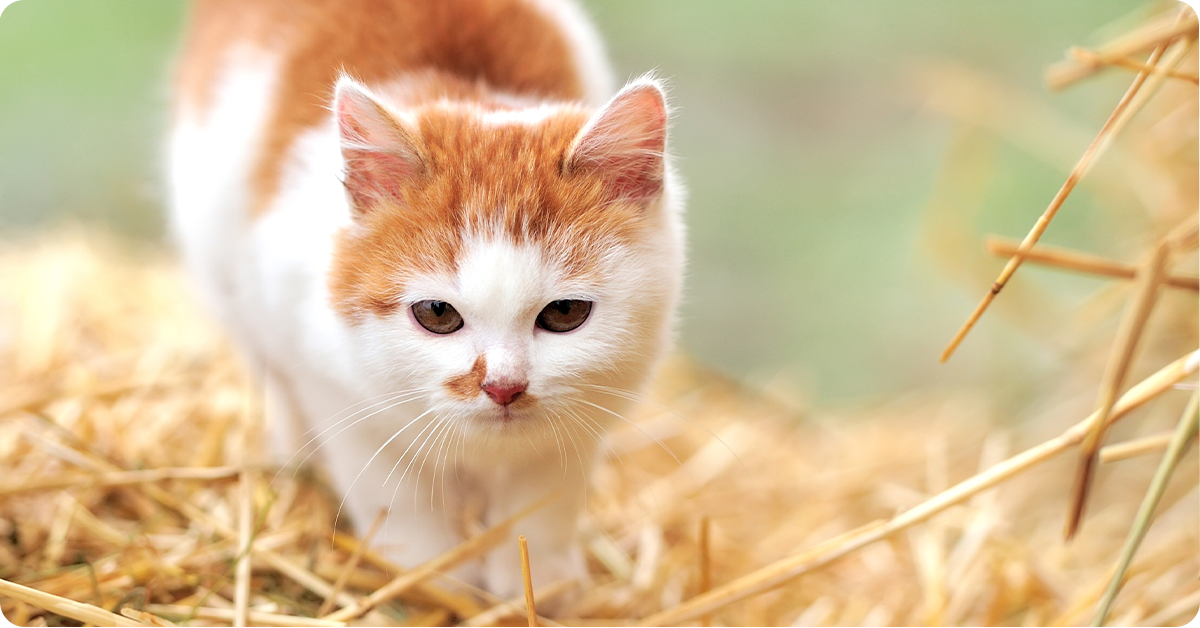 barn-cat-care-article-img3