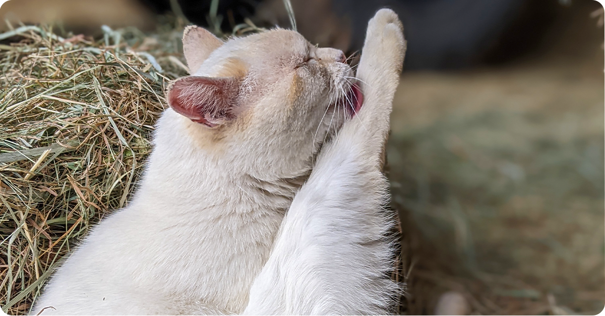barn-cat-care-article-img4