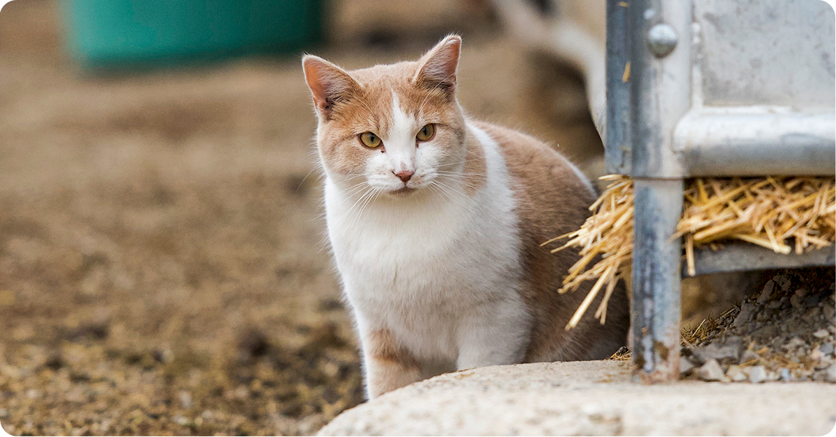 barn-cat-care-article-img5b
