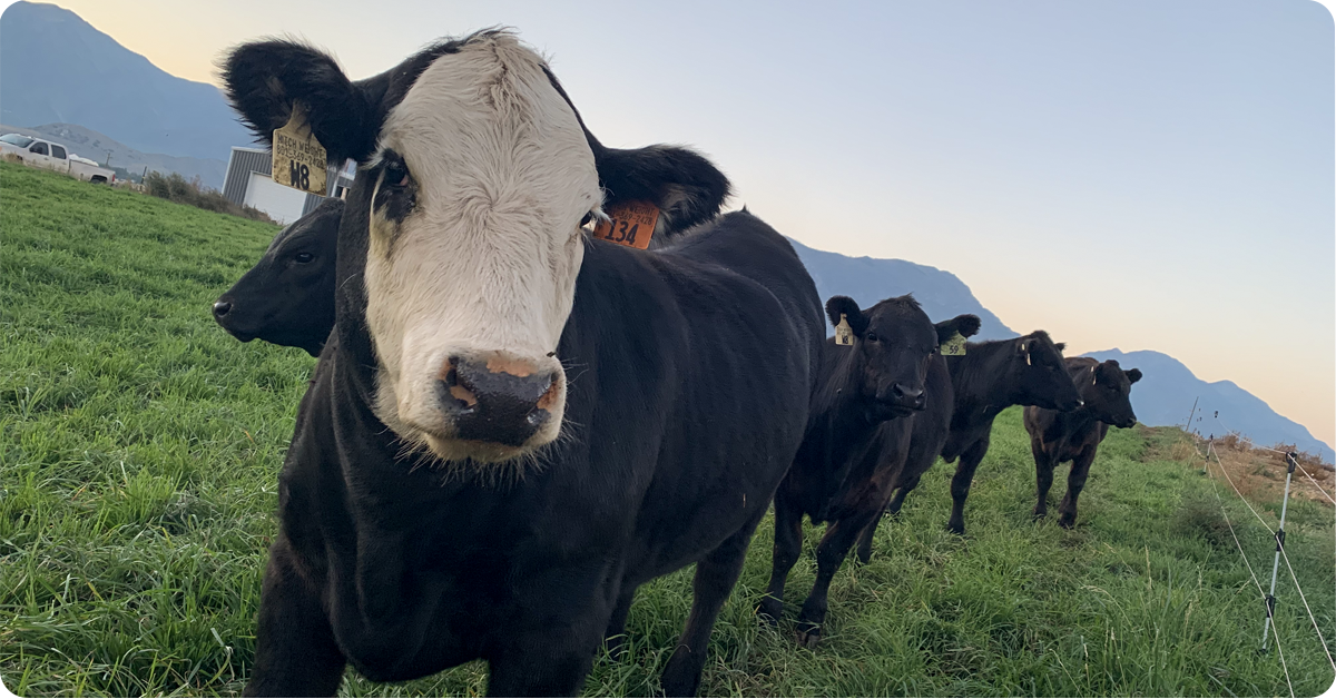 Supplement Grass-Fed Cattle With Beef Mineral | IFA's Blog