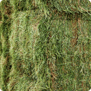 beef-cattle-protein-alfalfa-bale-3b