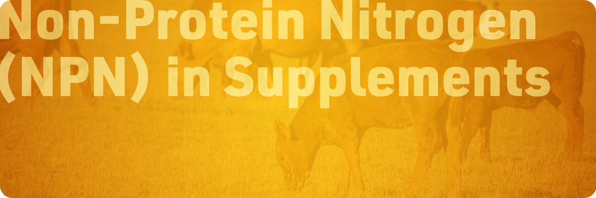 beef-cattle-protein-supplementation-sections-img1-non-protein-nitrogen-npn-in-supplements