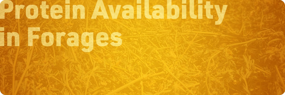 beef-cattle-protein-supplementation-sections-img1-protein-availability-in-forages