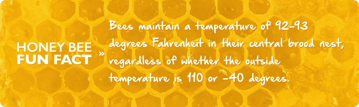 beekeeping-1-january-fact-img1c
