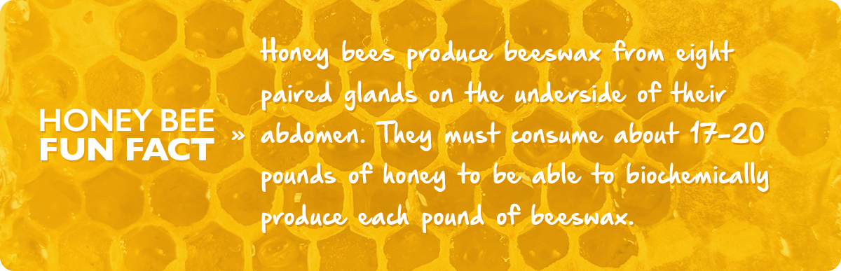 beekeeping-10-october-fact-img1c