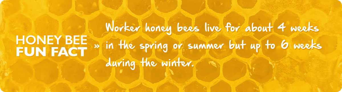 beekeeping-12-december-fact-img1c