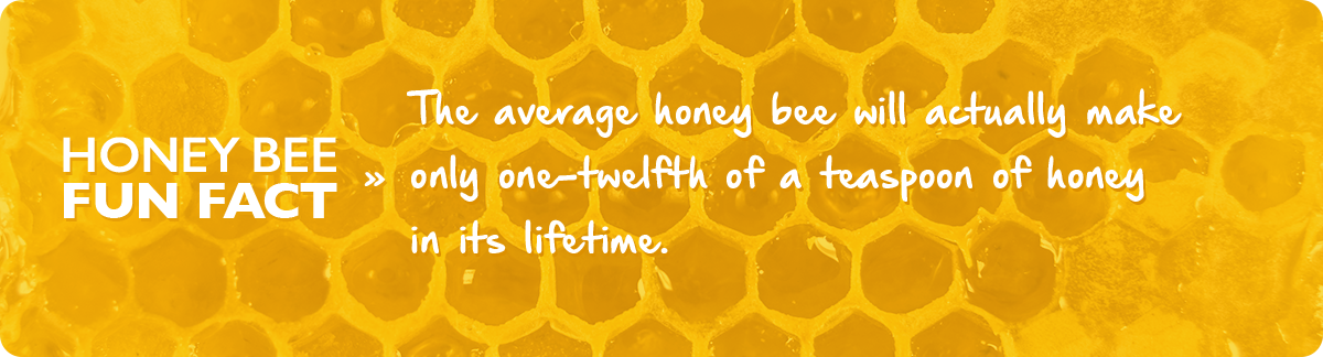 beekeeping-2-february-fact-img1c