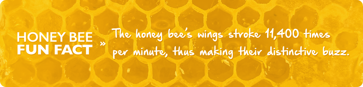 beekeeping-4-april-fact-img1c