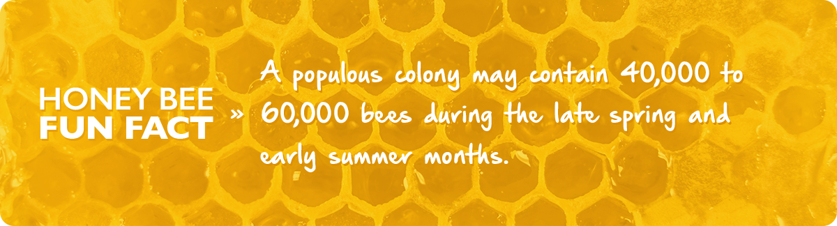 beekeeping-5-may-fact-img1c