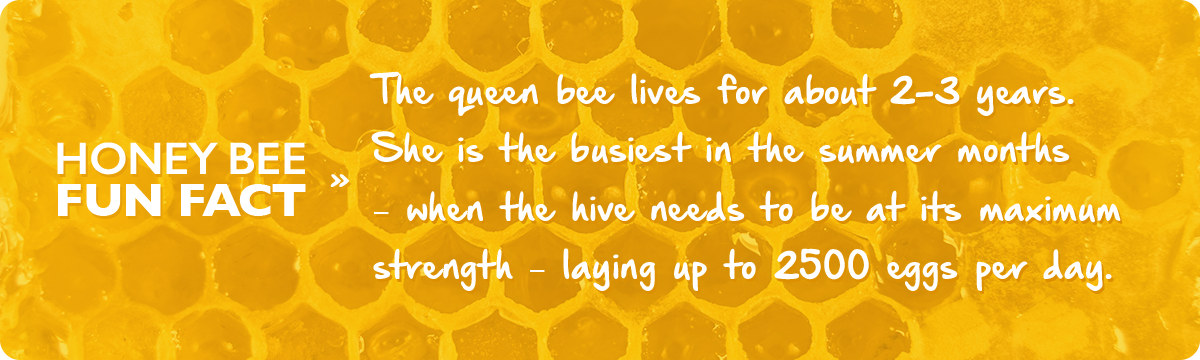 beekeeping-6-june-fact-img1c