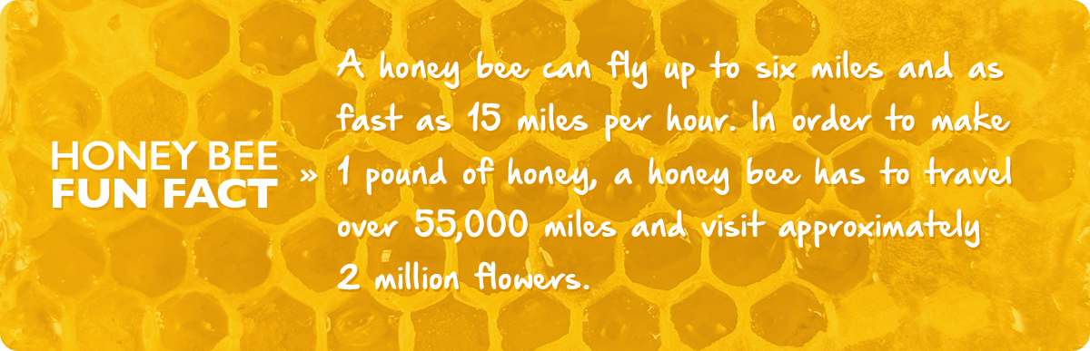 beekeeping-9-september-fact-img1c