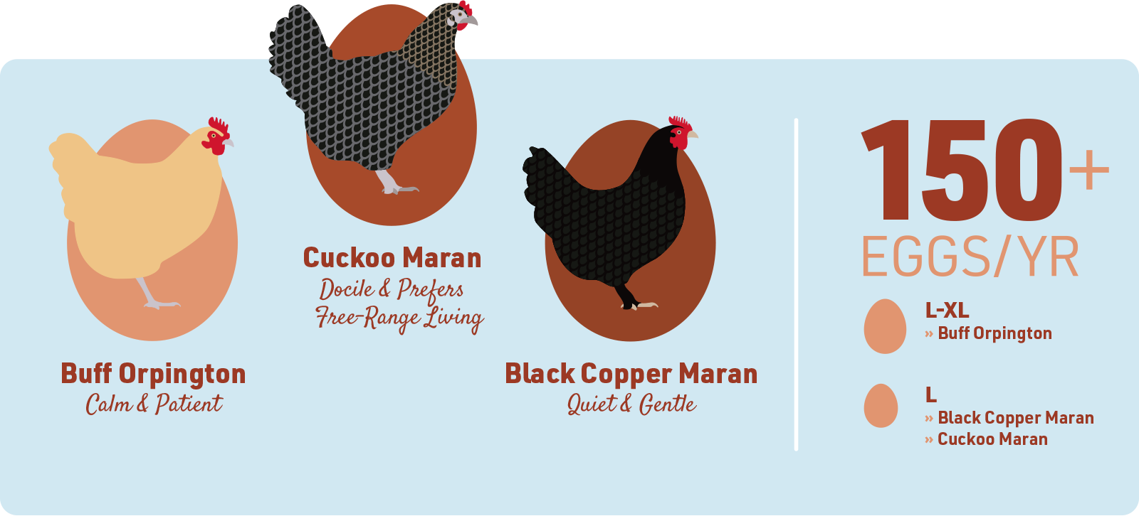 The Best Egg Laying Chickens: A Guide to Egg Production | IFA's Blog
