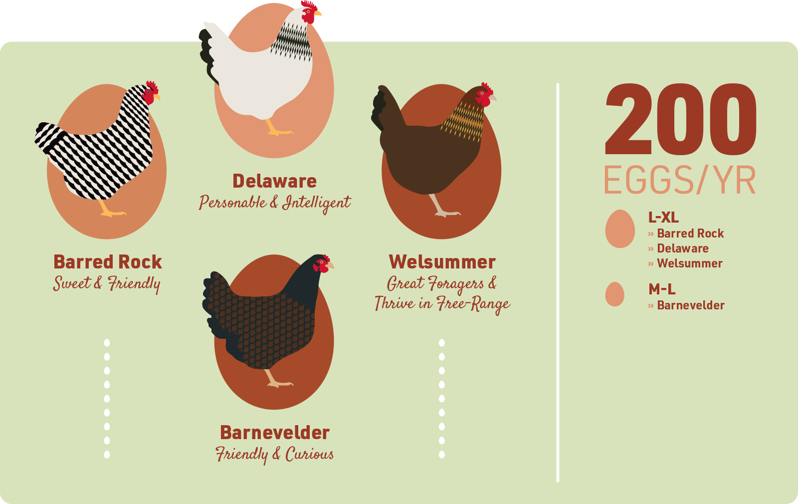 best-egg-laying-chickens-200-eggs-per-year