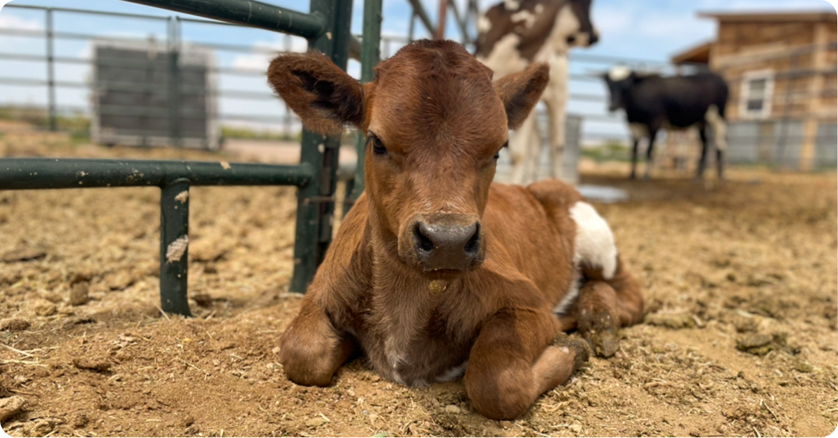 Calving Tools and Season Essentials | IFA's Helping to Grow Blog