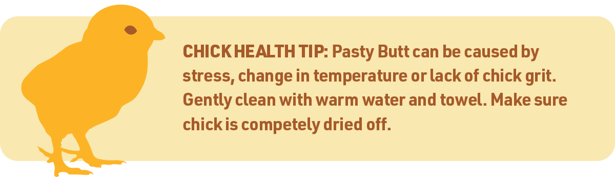 chick health tip pasty butt