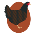 chicken-breed-600px-barnevelder