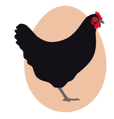 chicken-breed-600px-black-australorp