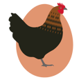 chicken-breed-600px-black-sex-link