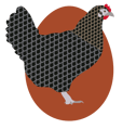chicken-breed-600px-cuckoo-maran