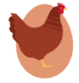 chicken-breed-600px-red-sex-link