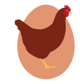 chicken-breed-600px-rhode-island-red