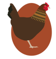 chicken-breed-600px-welsummer