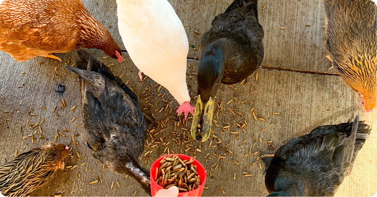 How to Choose Treats for Your Chickens IFA's Helping to Grow Blog
