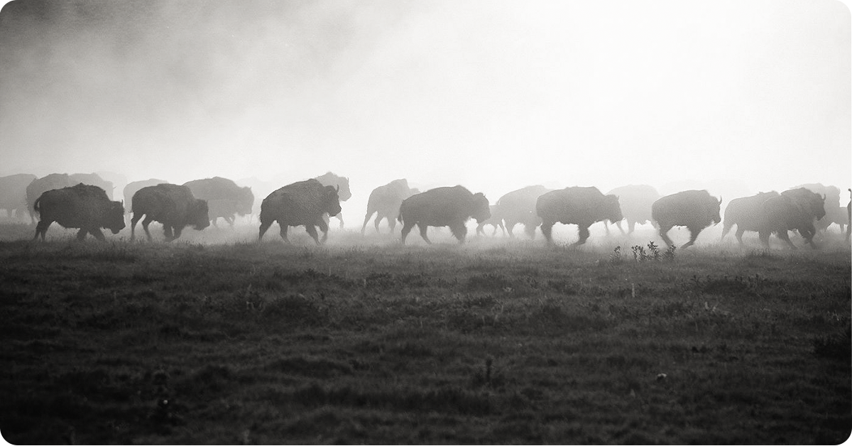 feature-intermountain-bison-article-img7c