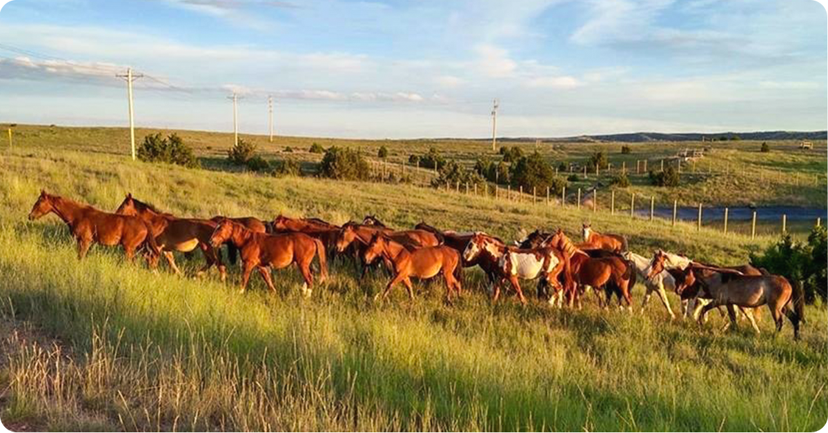 feature-powderriver-rodeo-article-img2c