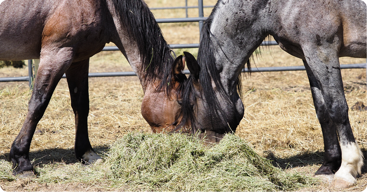 feature-powderriver-rodeo-article-img4c